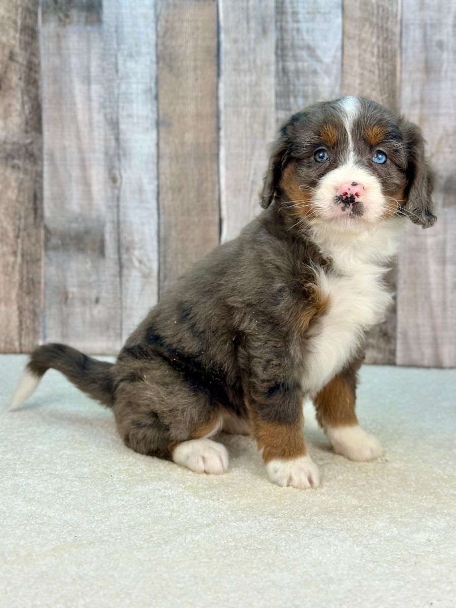 Girl Vania - Merle Mini Bernedoodle $2400