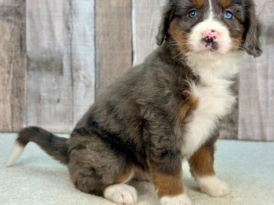 Girl Vania - Merle Mini Bernedoodle $2400
