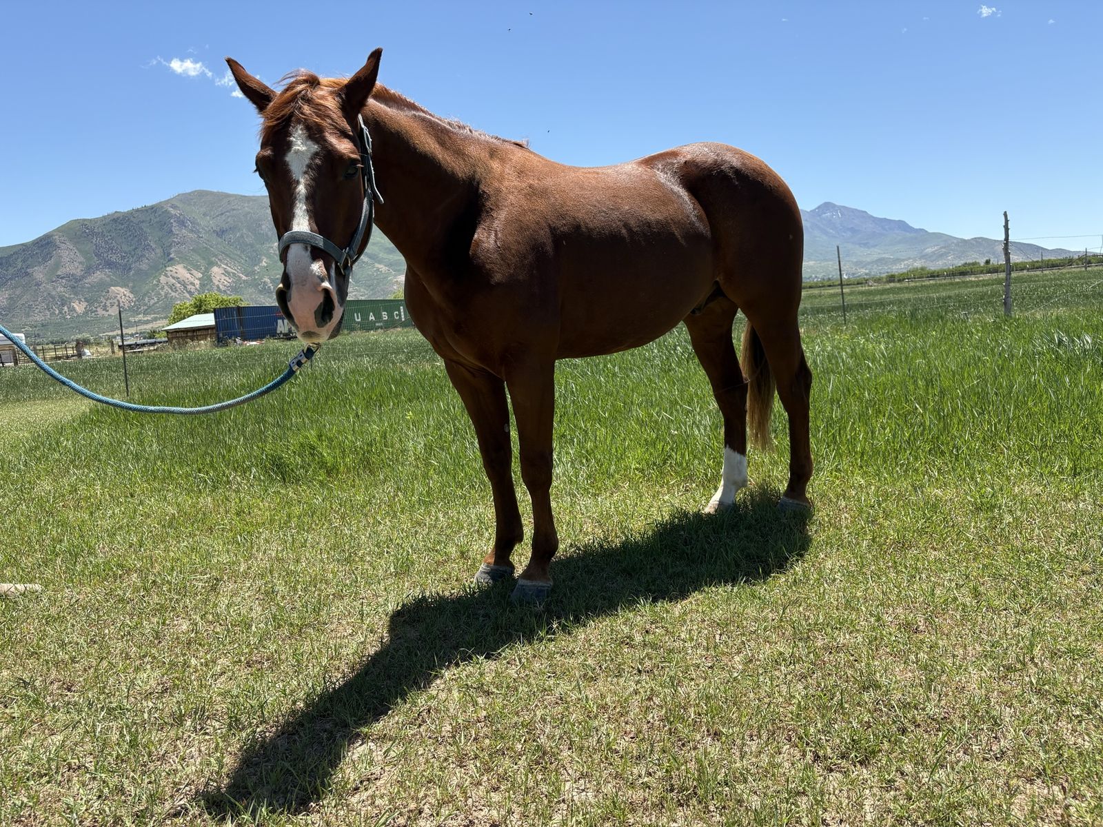 3 year old AQHA gelding