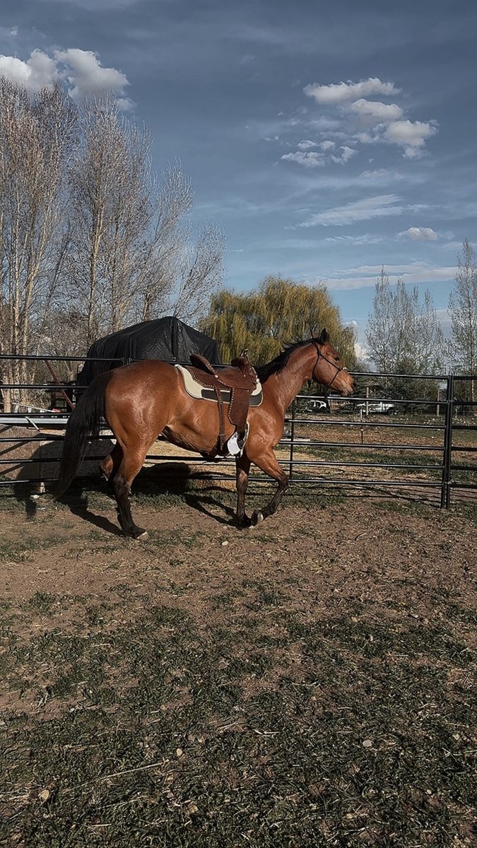 4 yr old Mare