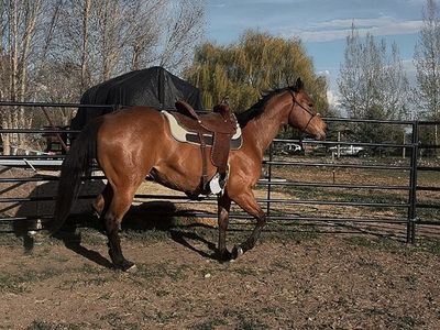 4 yr old Mare