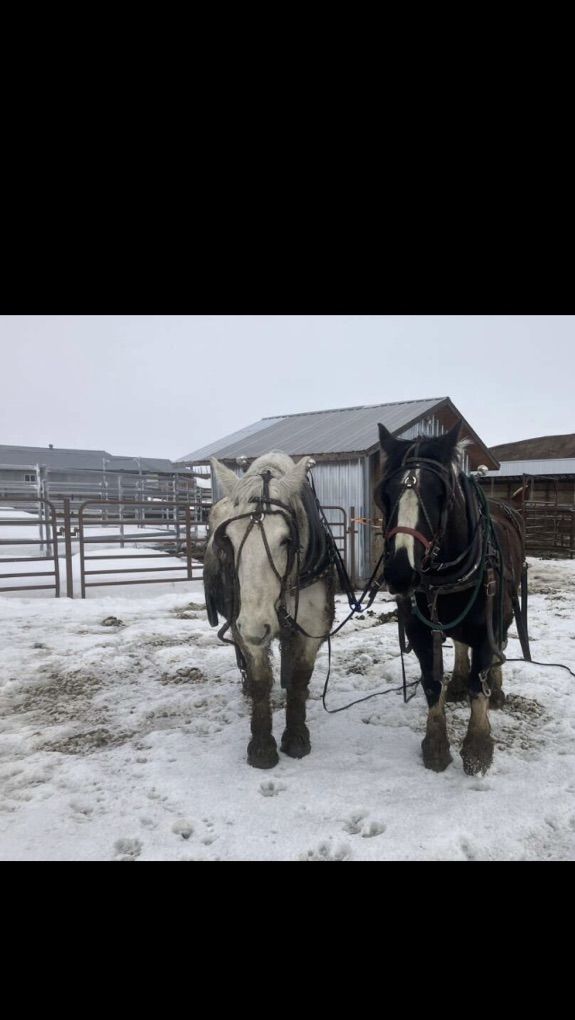 Percheron Draft Mare