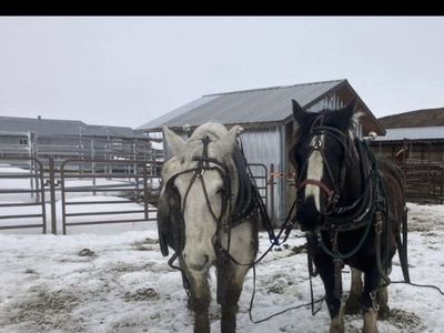 Percheron Draft Mare