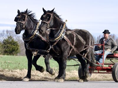 THE HASTE OLD-SCHOOL BIOTHANE HARNESS — NOW FOR SALE!**