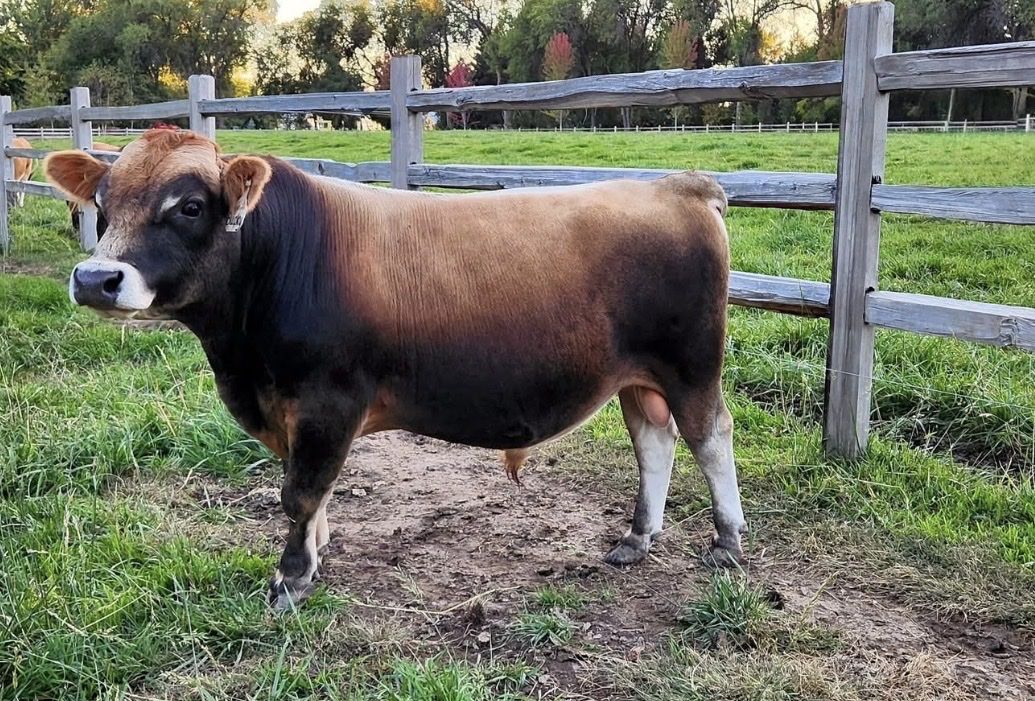 Mini Jersey Bull Semen Heifer Sexed & Conventional A2/A2