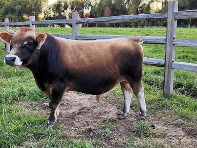 Mini Jersey Bull Semen Heifer Sexed & Conventional A2/A2
