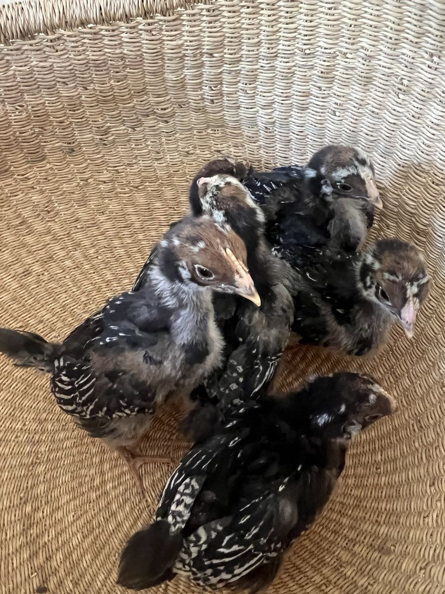 6- Double Laced Barnevelders