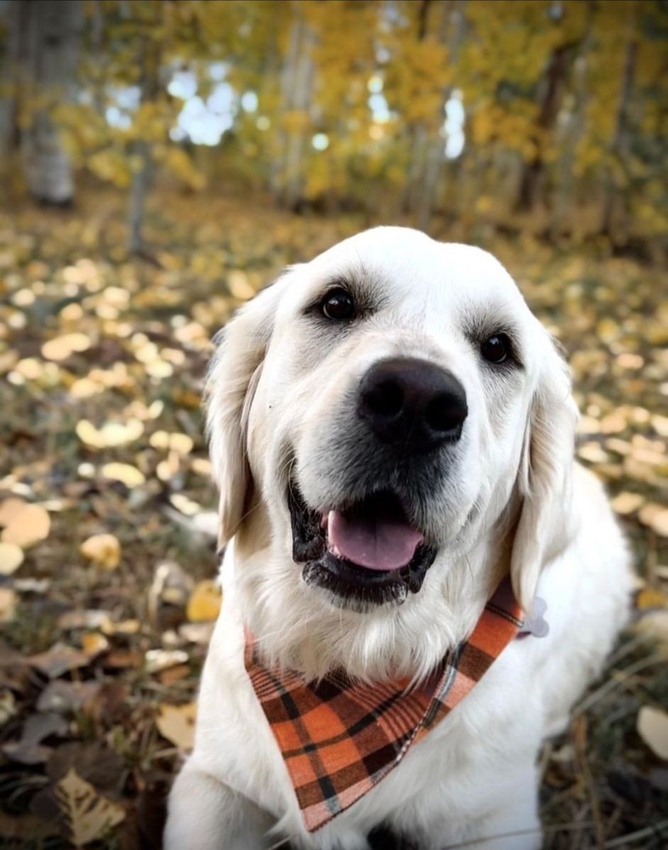 AKC English Cream Golden Retriever