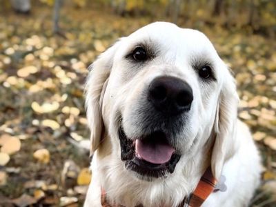 AKC English Cream Golden Retriever