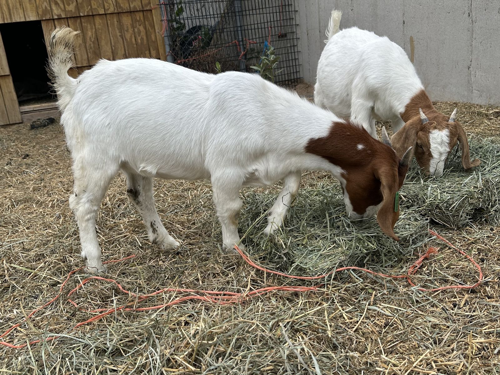 2 February born Boer doelings 