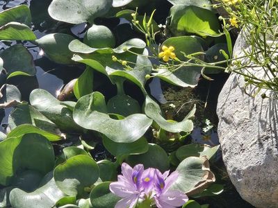 Pond plants water hyacinths from healthy pond!