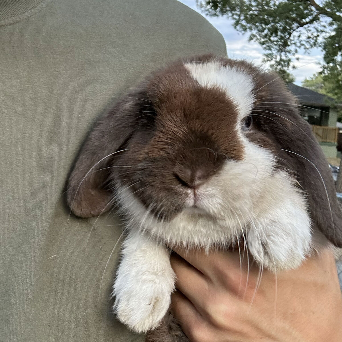 Holland Lop Buck Pedigree