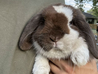 Holland Lop Buck Pedigree