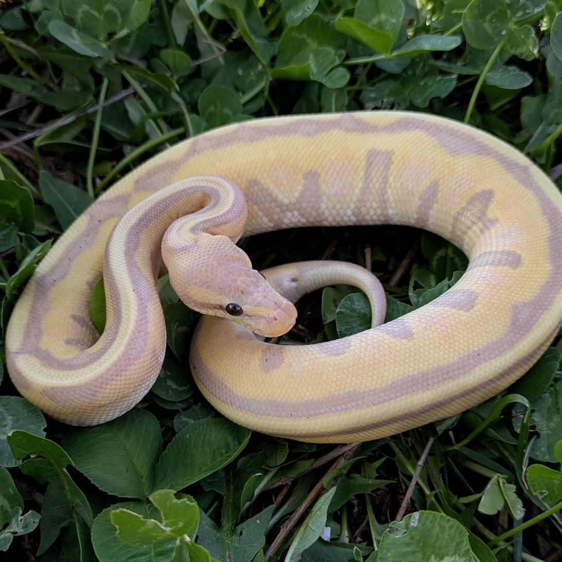 2025 Male Banana Genetic Stripe Ball Python