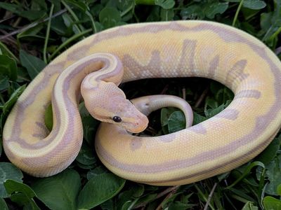 2025 Male Banana Genetic Stripe Ball Python