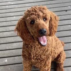 Poodle- Red Moyan