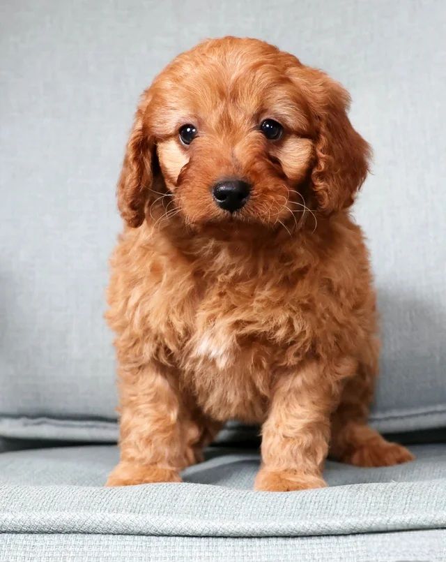 Girl Skye - Mini Goldendoodle $2000