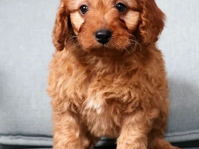 Girl Skye - Mini Goldendoodle $2000