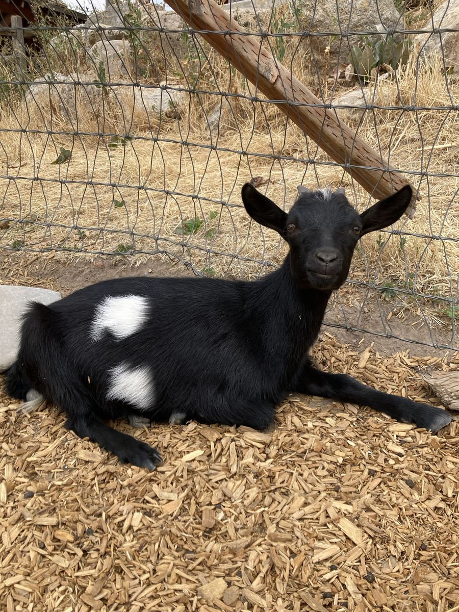 Nigerian Dwarf doelings