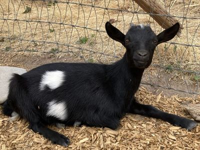 Nigerian Dwarf doelings
