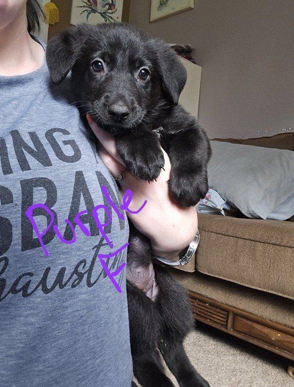 Purebred German Shepherd Puppies