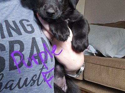 Purebred German Shepherd Puppies