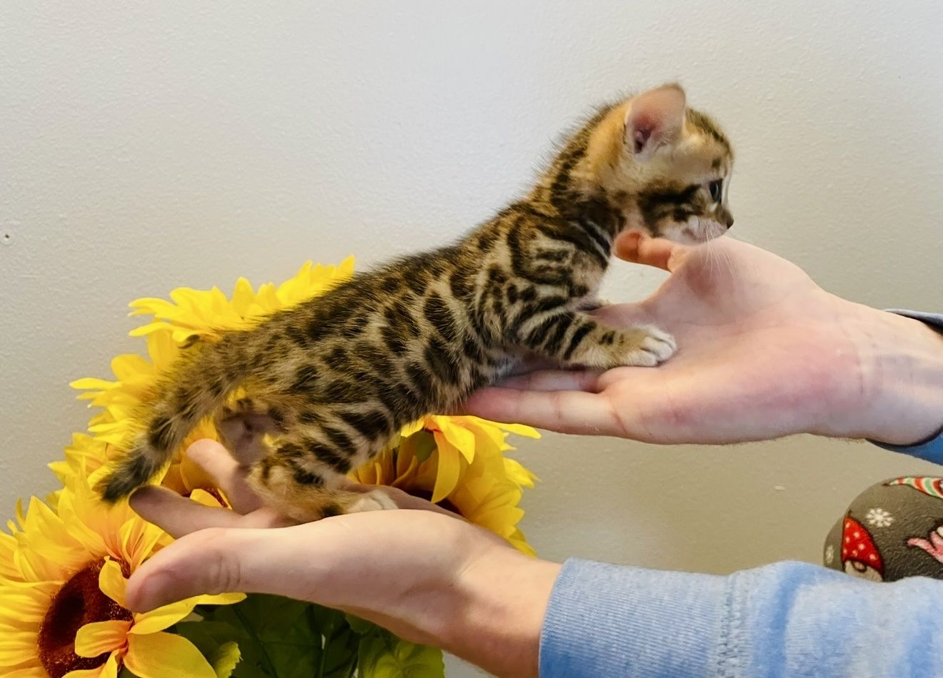 Amazing Bengal Kittens!