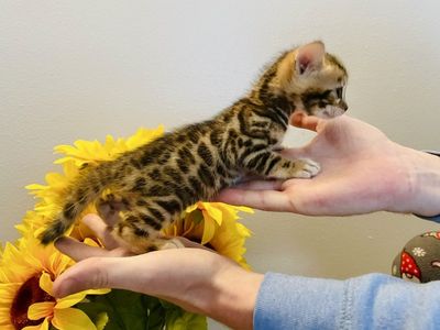 Amazing Bengal Kittens!