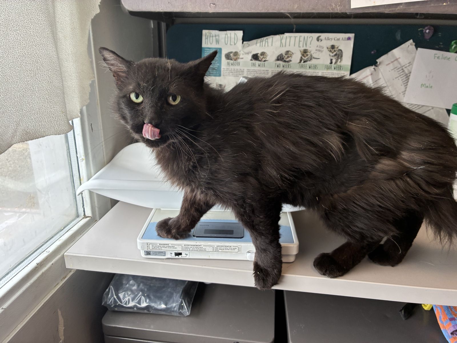 A162548 Prospector Hawke is Available for Adoption!