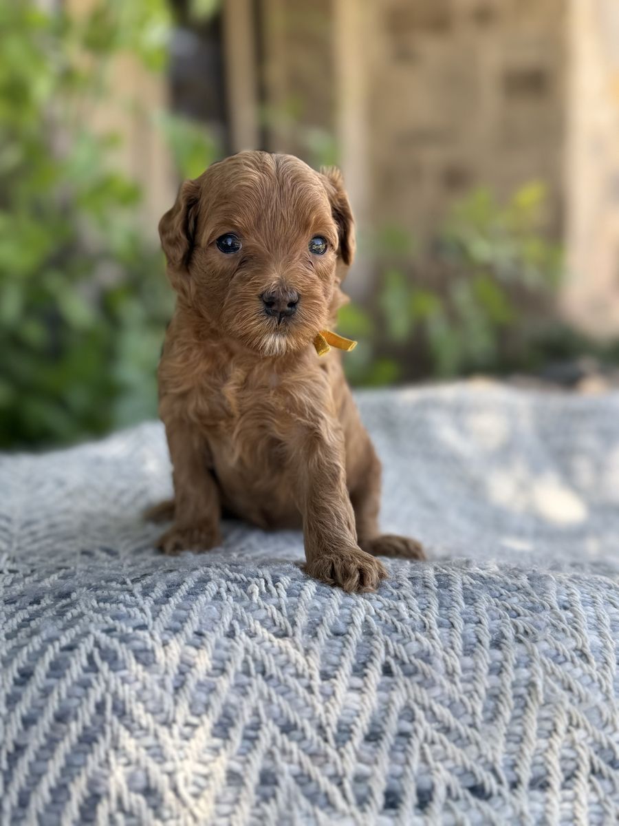 Jackson — Multigen Mini Goldendoodle | Stud Prospect or Forever Family Pet expected 11-14 lbs