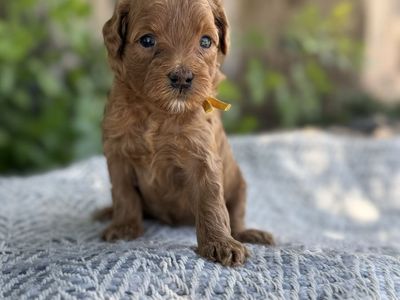 Jackson — Multigen Mini Goldendoodle | Stud Prospect or Forever Family Pet expected 11-14 lbs
