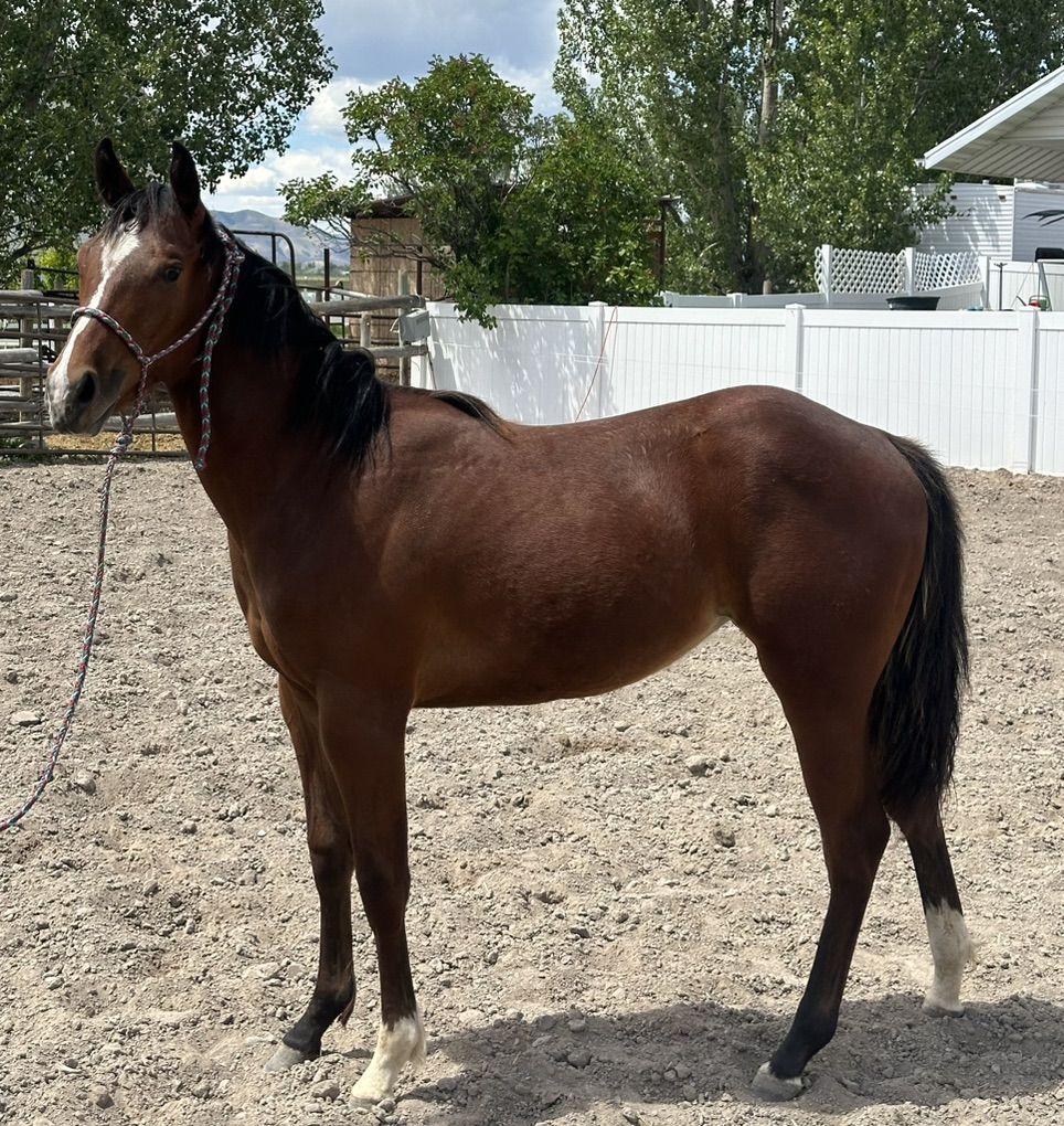 2025 Filly