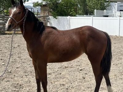 2025 Filly