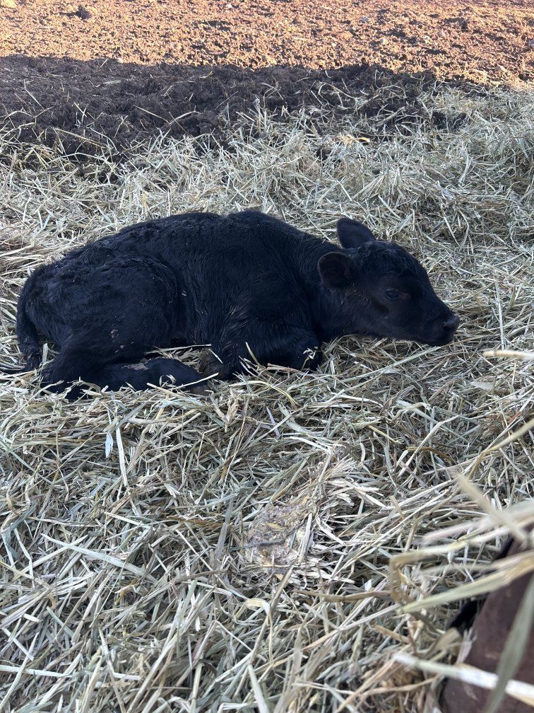 new born calf Angus