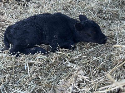 new born calf Angus