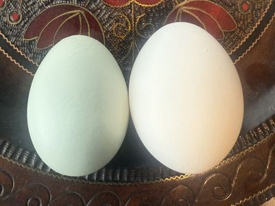 Zombie and Crypt Walker Eggs