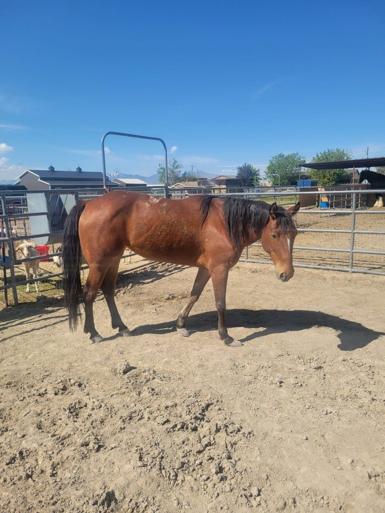 Bay Horse for Sale