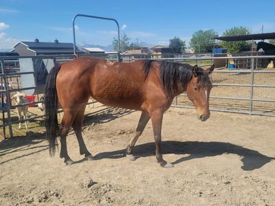 Bay Horse for Sale