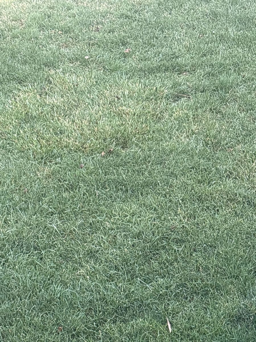 Wanted in search of free sod in salt lake county  text me 8016525444 thanks