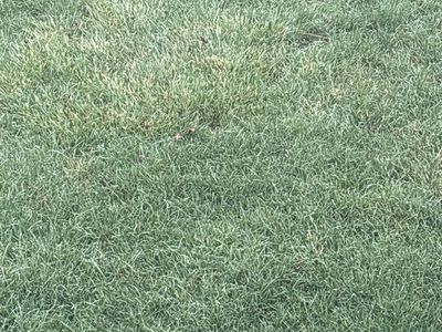 Wanted in search of free sod in salt lake county text me 8016525444 thanks