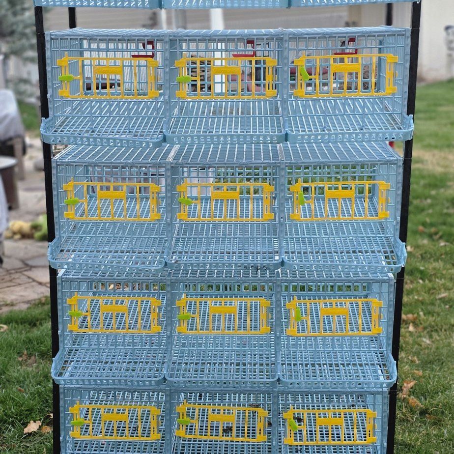 5 level quail cage from hatching time