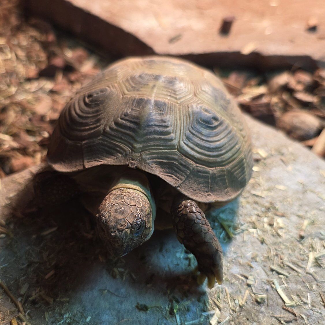 Russian Tortoise and Enclosure