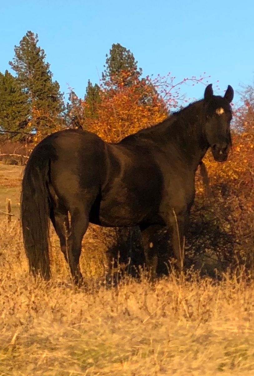 Gypsian Foal In utero Available On Payments!