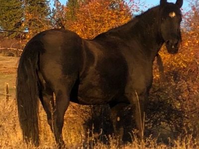 Gypsian Foal In utero Available On Payments!