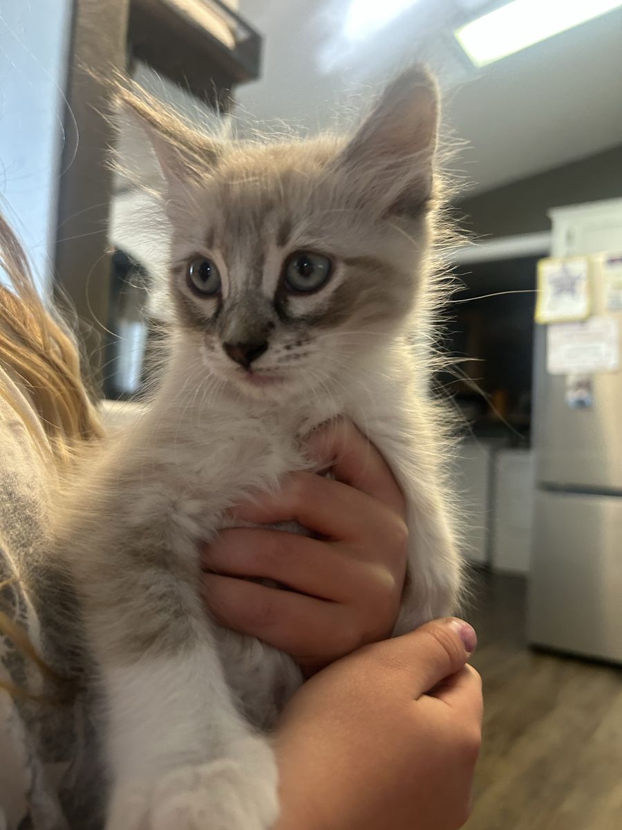 Kittens