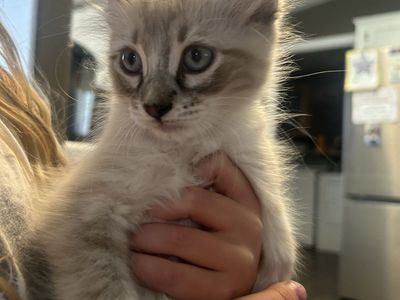 Kittens