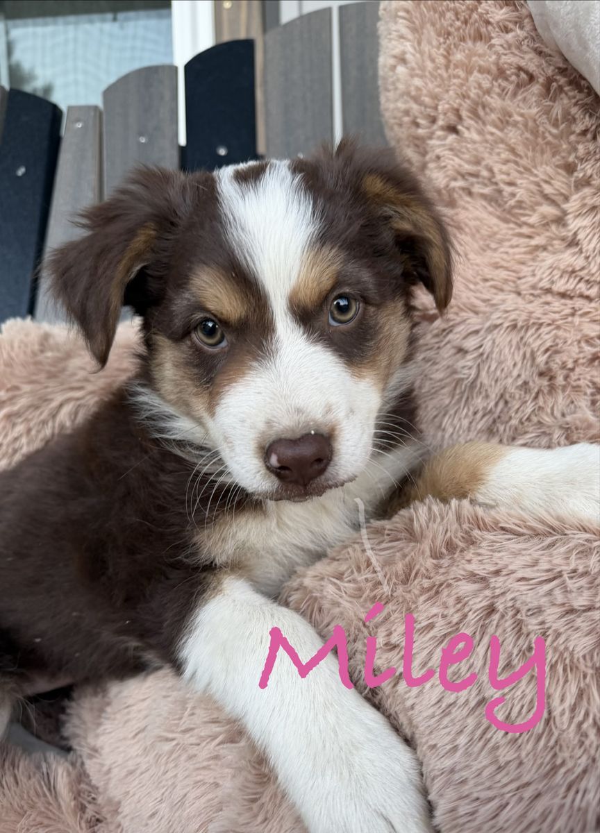 Sweet Australian Shepherd Puppies