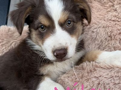 Sweet Australian Shepherd Puppies