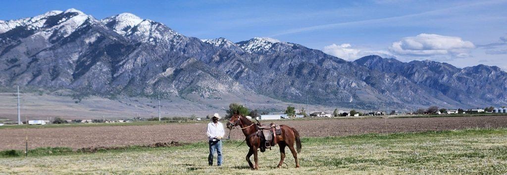 4 yr old Mustang Gelding.
