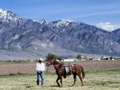 4 yr old Mustang Gelding.